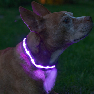 RhodesDavis LED Dog Collar - Original Bright Light for Enhanced Night Visibility Up to 1,000 Feet - USB Rechargeable & Waterproof - Ideal for Safe Night Walks - Made in the USA