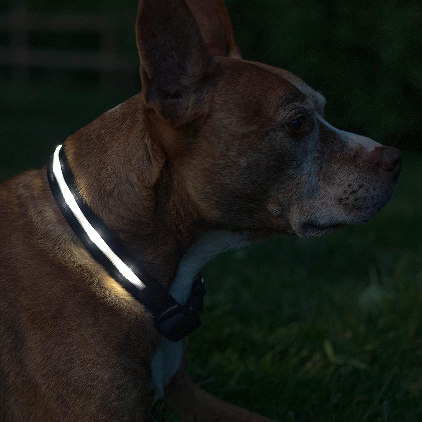 RhodesDavis LED Dog Collar - Original Bright Light for Enhanced Night Visibility Up to 1,000 Feet - USB Rechargeable & Waterproof - Ideal for Safe Night Walks - Made in the USA