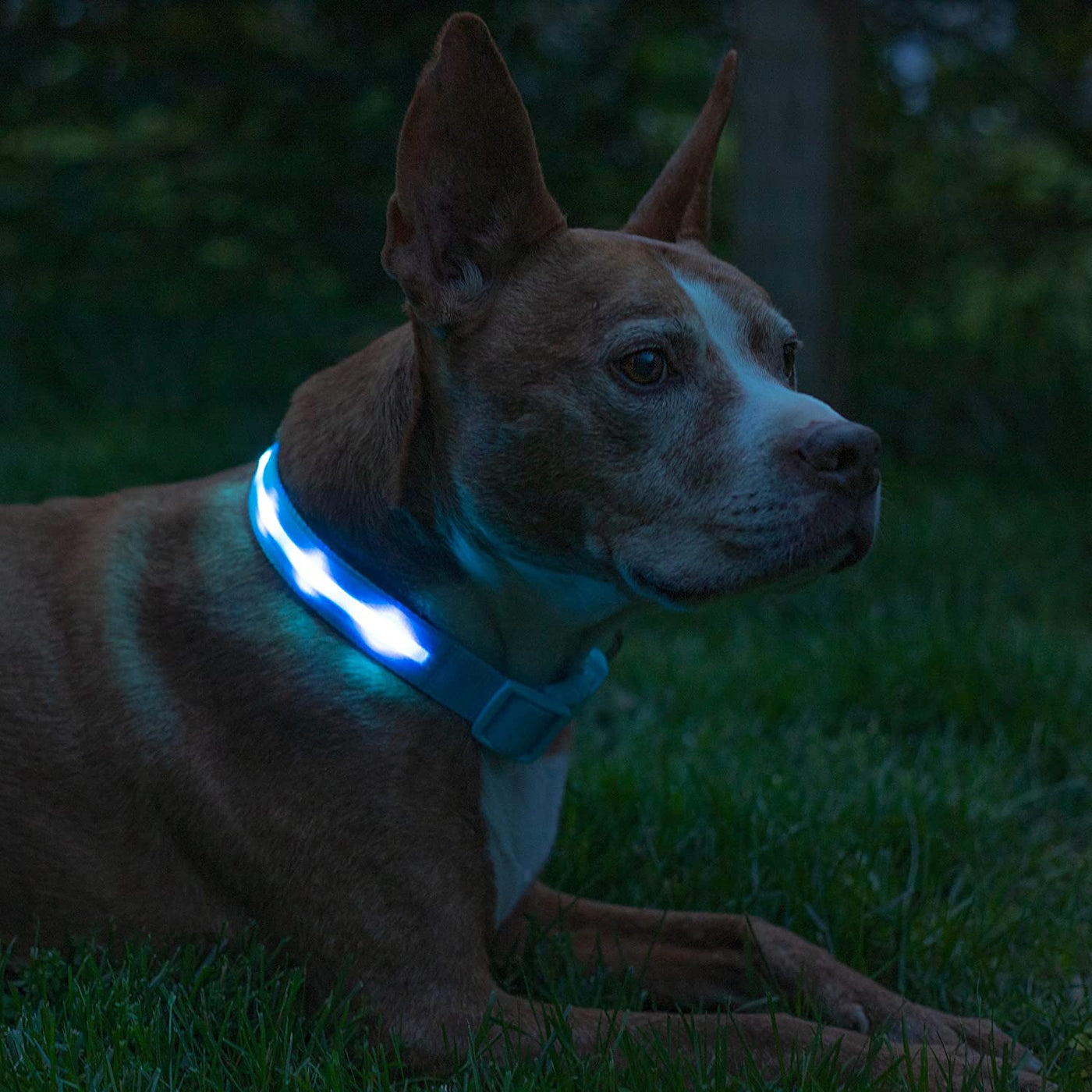 RhodesDavis LED Dog Collar - Original Bright Light for Enhanced Night Visibility Up to 1,000 Feet - USB Rechargeable & Waterproof - Ideal for Safe Night Walks - Made in the USA