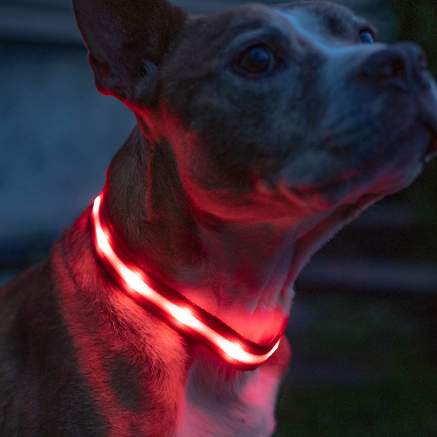 RhodesDavis LED Dog Collar - Original Bright Light for Enhanced Night Visibility Up to 1,000 Feet - USB Rechargeable & Waterproof - Ideal for Safe Night Walks - Made in the USA