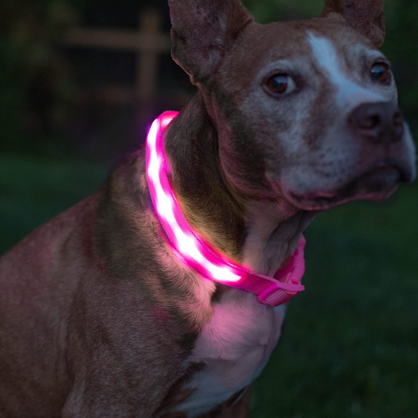 RhodesDavis LED Dog Collar - Original Bright Light for Enhanced Night Visibility Up to 1,000 Feet - USB Rechargeable & Waterproof - Ideal for Safe Night Walks - Made in the USA